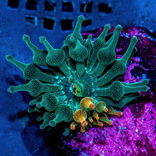 Nexus Burst Bubble Tip Anemone (Aquacultured Anemones)