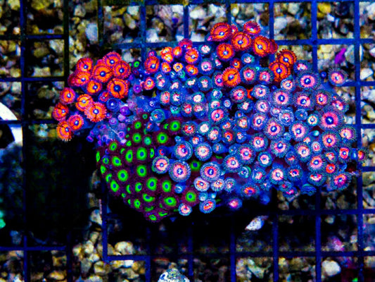 Indo Ultra Pink Red Neon Combo Zoa Mother Colony IUPRNCZMC072901 WYSIWYG