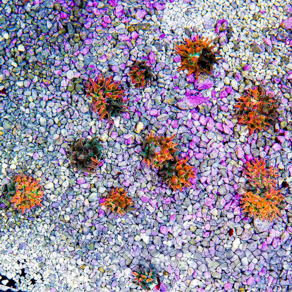 Nexus Burst Bubble Tip Anemone (Aquacultured Anemones) Size: M 0.75" to 1" Approx