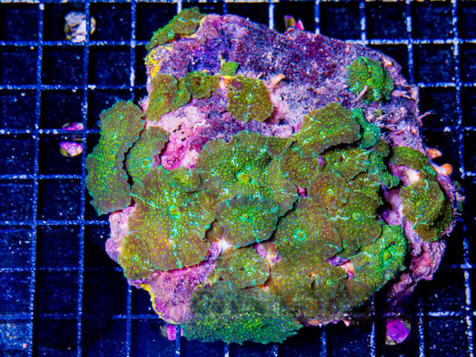 Indo Neon Leopard Mushroom Mother Colony INLMMC072901 WYSIWYG