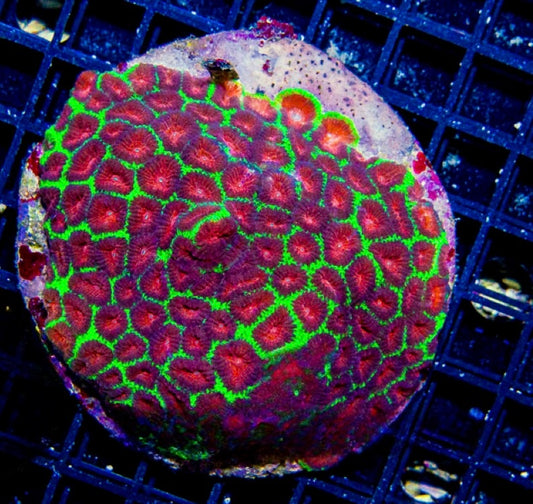 Aquacultured Neon Watermelon Favia Mother Colony ANWFMC072904 WYSIWYG