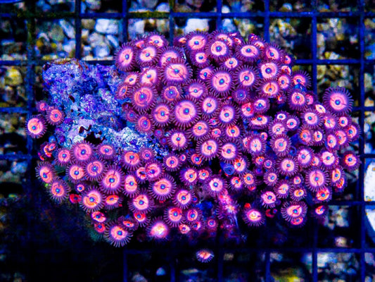 Indo Ultra Pink Zoa Mother Colony IUPZMC072902 WYSIWYG