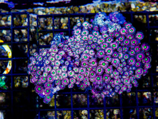 Indo Ultra Pink Zoa WIth Ultra Neon Eyes Mother Colony IUPZUNEMC072901 WYSIWYG