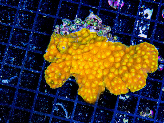 Fiji Ultra Yellow Scroll Mother Colony FUYSMC072901 WYSIWYG