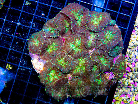 Indo Neon Center Rhodactis Mushroom Mother Colony INCRMMC072901 WYSIWYG