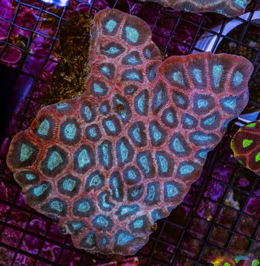 Unique Aussie Favia Mother Colony UAFMC072901 WYSIWYG