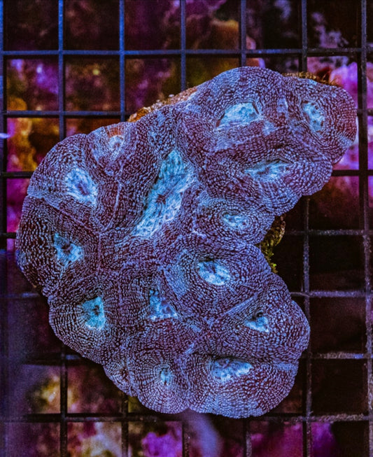 Aussie Blue Acan Bowerbankii Mother Colony ABABMC072901 WYSIWYG