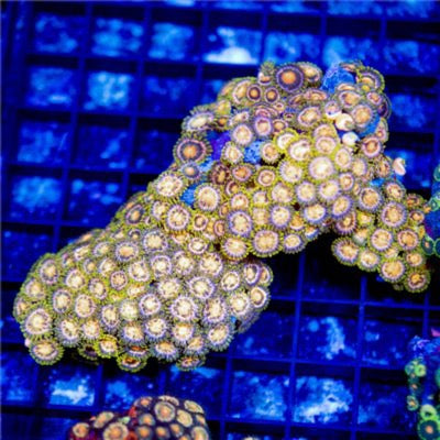 Indo Unique Golden Zoa Mother Colony IUGZMC081601 WYSIWYG