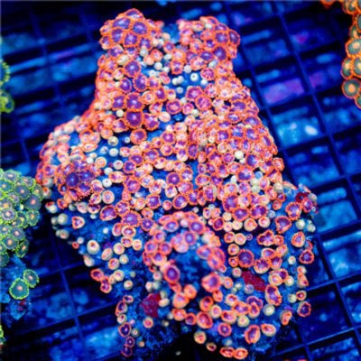 Indo Unique Red Purple Zoa Mother Colony IURPZMC081601 WYSIWYG