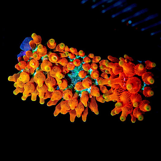 Colorado Sunburst Bubble Tip Anemone (Aquacultured Anemones)