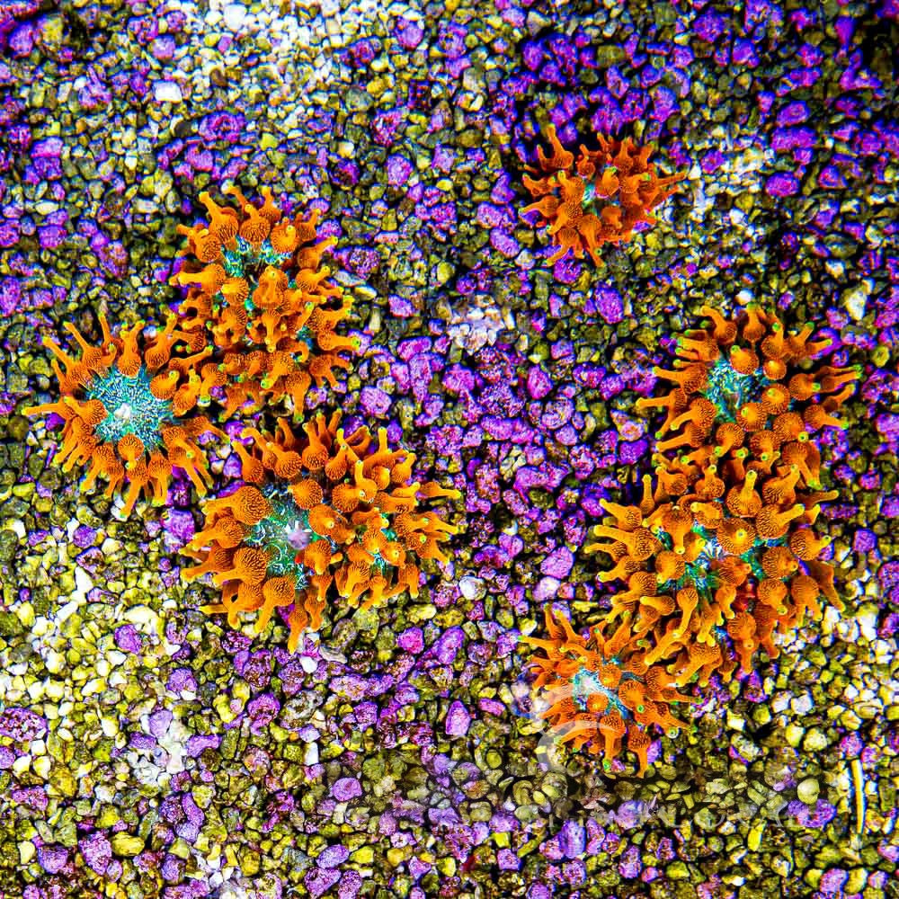Colorado Sunburst Bubble Tip Anemone (Aquacultured Anemones)