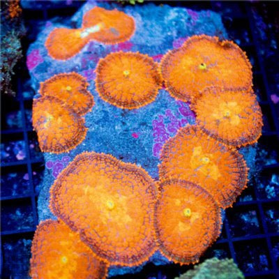 Supernova Orange Rhodactis Mushroom Mother Colony SORMMC081601 WYSIWYG