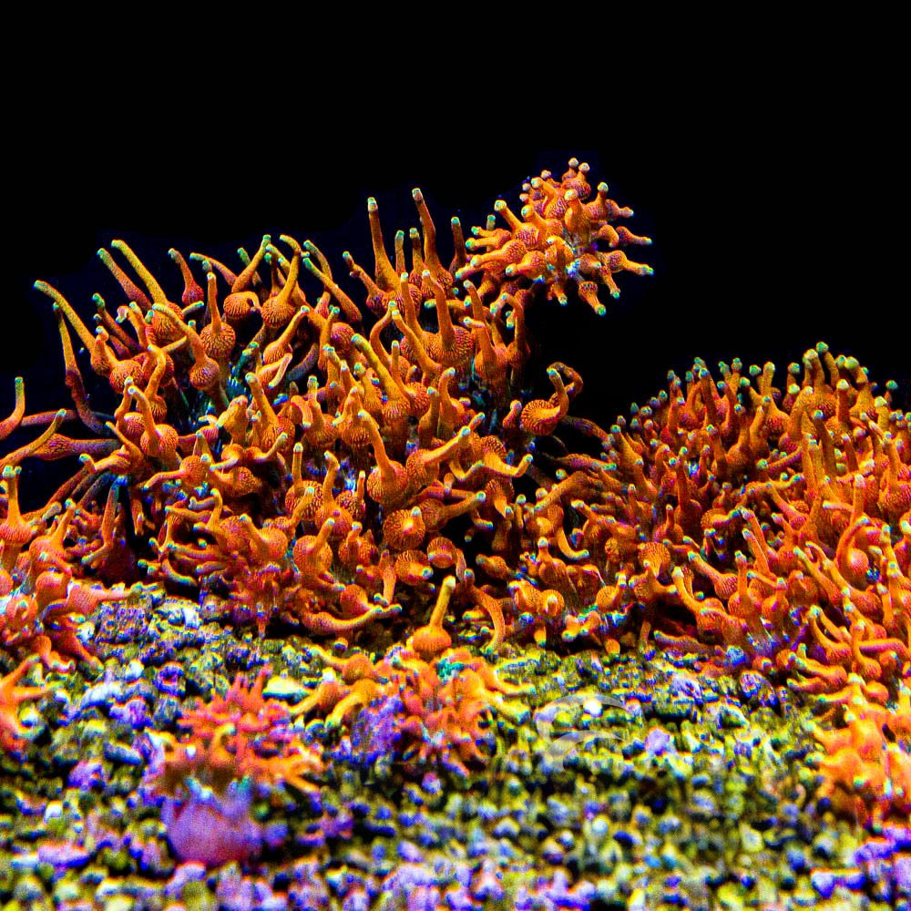 Colorado Sunburst Bubble Tip Anemone (Aquacultured Anemones)