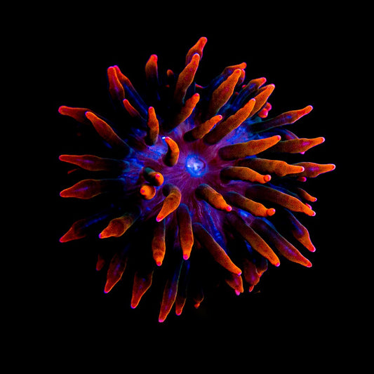 Sherman Bubble Tip Anemone (Aquacultured Anemones)