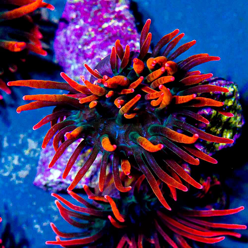 Sherman Bubble Tip Anemone (Aquacultured Anemones)