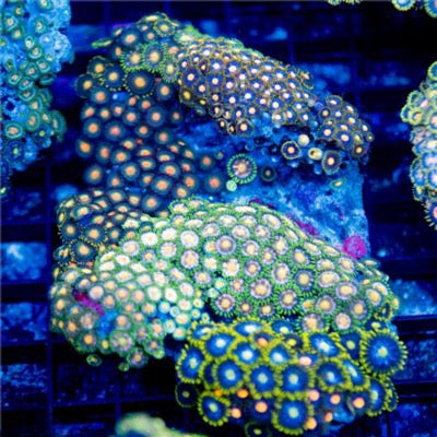 Indo Unique Golden Eye and Blue Eye Combination Zoa Mother Colony IUGEBECZMC081602 WYSIWYG