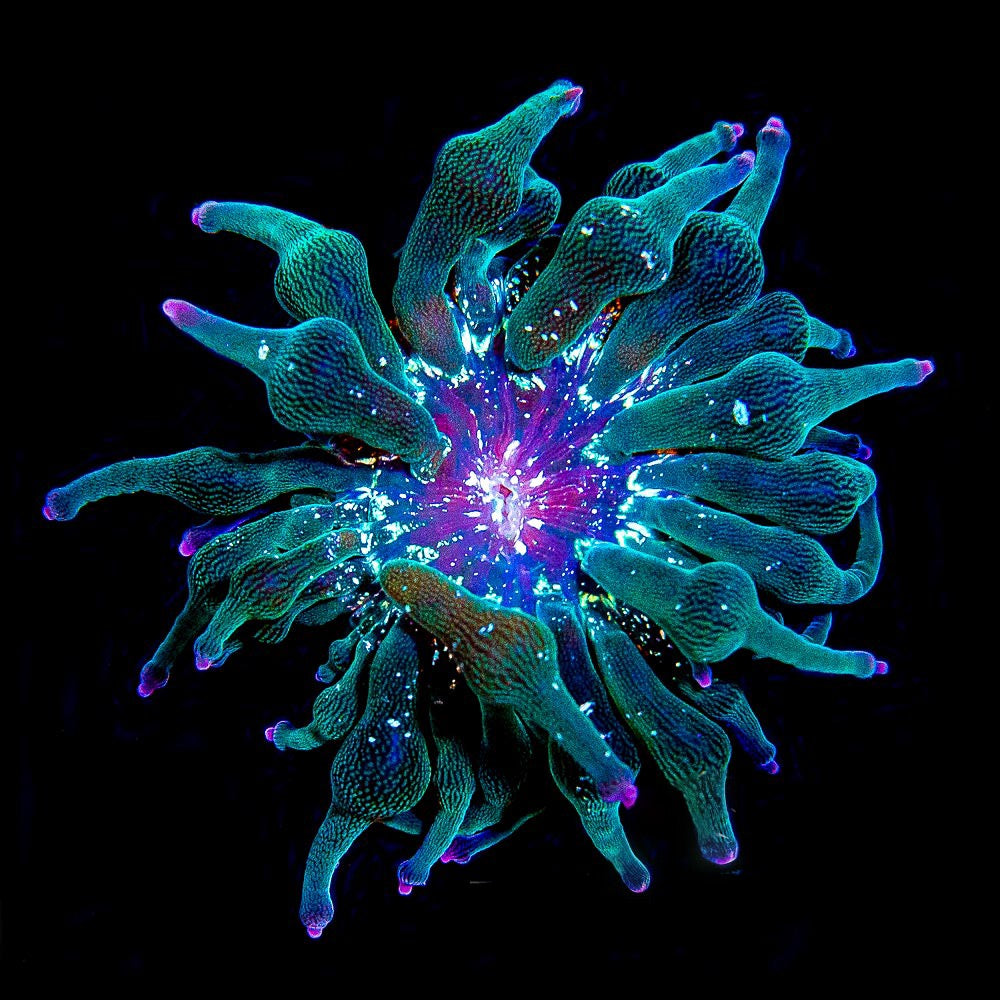 Nexus Joker Bubble Tip Anemone (Aquacultured Anemones)