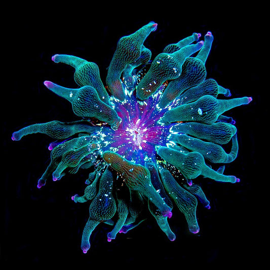 Nexus Joker Bubble Tip Anemone (Aquacultured Anemones)