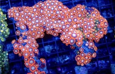 Indo Unique Bright Orange Zoa Mother Colony IUBOZMC081601 WYSIWYG