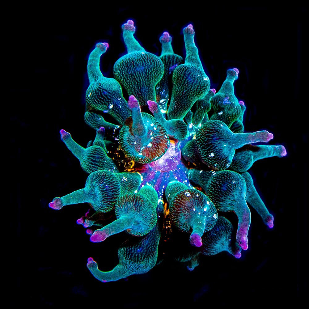 Nexus Joker Bubble Tip Anemone (Aquacultured Anemones)
