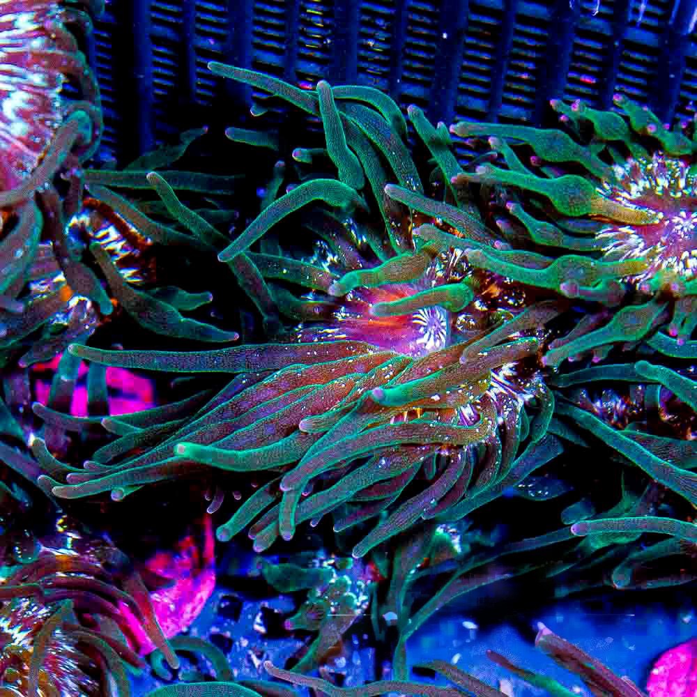 Nexus Joker Bubble Tip Anemone (Aquacultured Anemones)