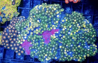 Indo Unique Neon Green and Orange Combination Zoa Mother Colony IUNGOCZMC081601 WYSIWYG