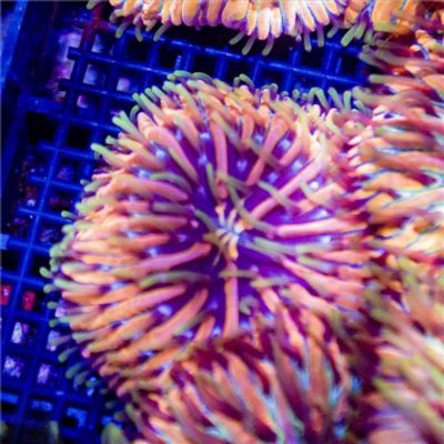 Purple Gold Orange Diaseries Mother Colony PGODMC081601 WYSIWYG (Hardy and Fragable)