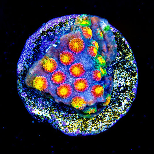 Jason Fox Techno Cyphastrea Frag (Aquacultured) Size: M 0.75" to 1" Approx Frag