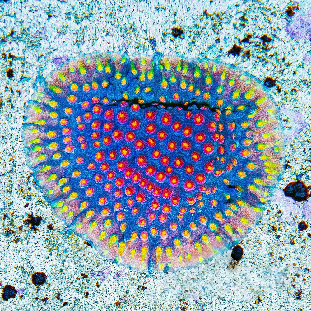 Jason Fox Techno Cyphastrea Frag (Aquacultured) Size: M 0.75" to 1" Approx Frag