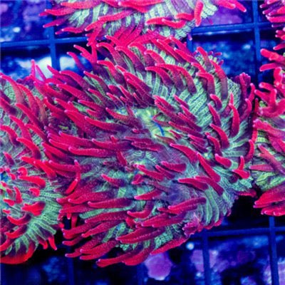 Red Tentacle Green Base Diaseris Mother Colony RTGBDMC081602 WYSIWYG (Hardy and Fragable)