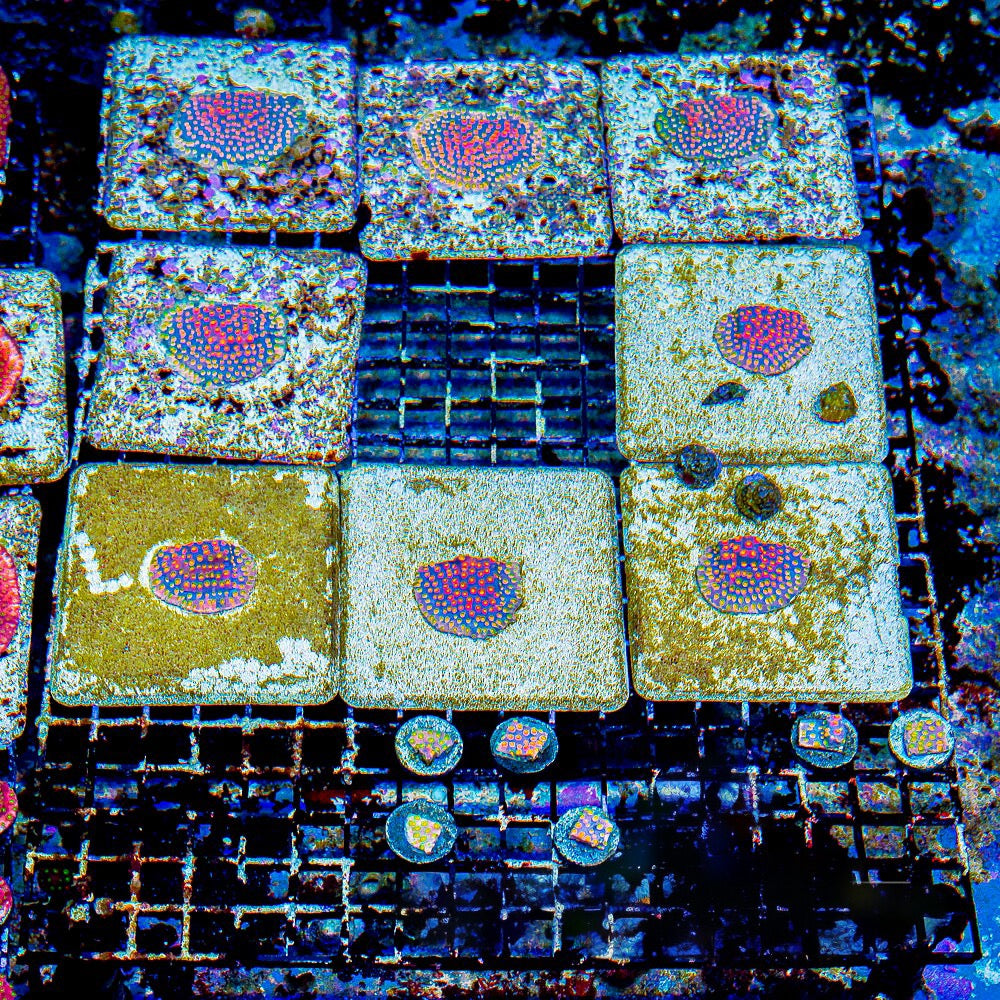 Jason Fox Techno Cyphastrea Frag (Aquacultured) Size: M 0.75" to 1" Approx Frag