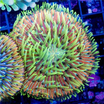 Purple Gold Orange Diaseries Mother Colony PGODMC081602 WYSIWYG (Hardy and Fragable)
