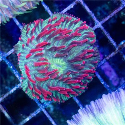 Aussie Diaseris Mother Colony (Fragable as they are hardy) ADMC082601 WYSIWYG