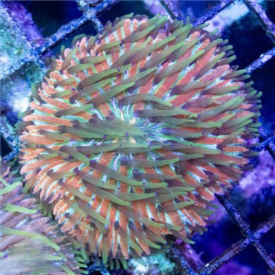 Aussie Diaseris Mother Colony (Fragable as they are hardy) ADMC082602 WYSIWYG