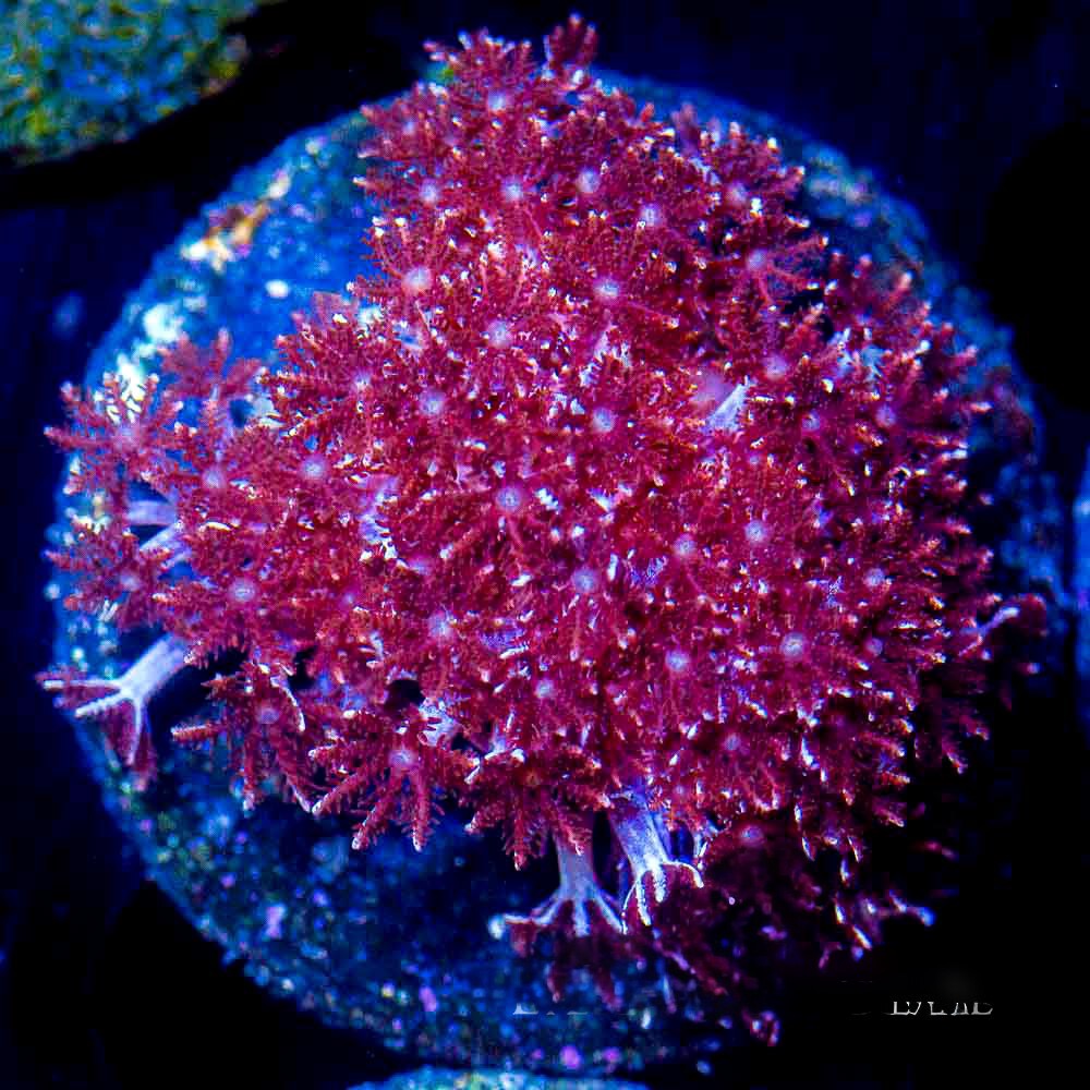 Cookies & Cream Cauliflower Coral Big Frag (Aquacultured) Size: M 0.75" to 1" Approx Frag