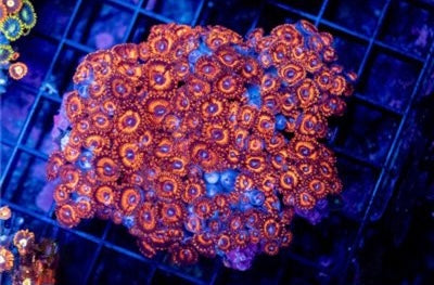 Cultured Metallic Red Hot Zoa Mother Colony CMRHZMC082601 WYSIWYG