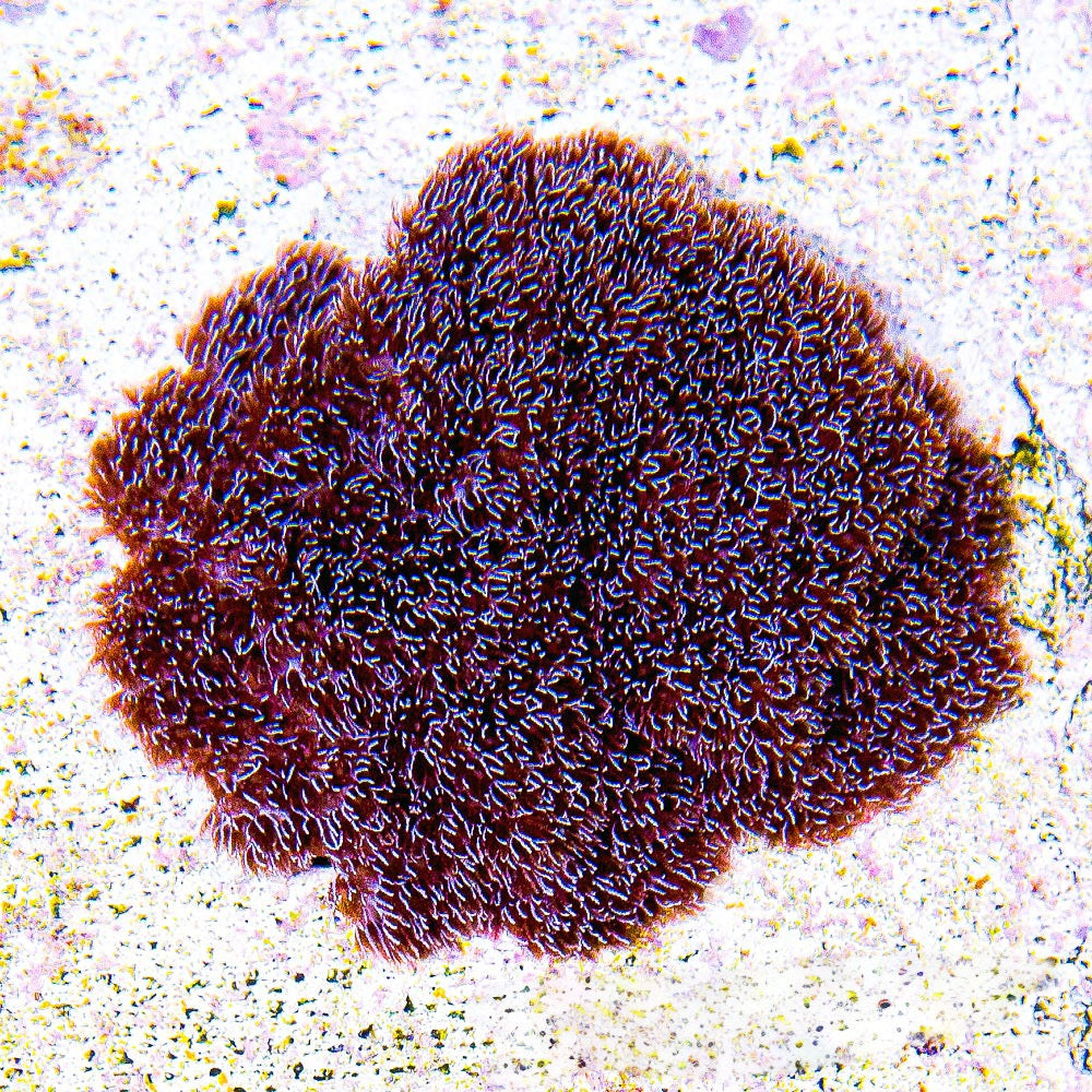 Cookies & Cream Cauliflower Coral Big Frag (Aquacultured) Size: M 0.75" to 1" Approx Frag