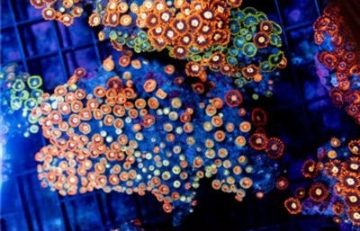Zoa Ultra Indo Mother Colony ZUIMC082601 WYSIWYG