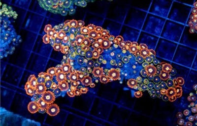 Zoa Ultra Indo Mother Colony ZUIMC082602 WYSIWYG
