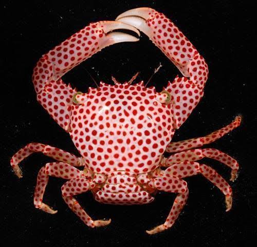 Red Spotted Coral Crab