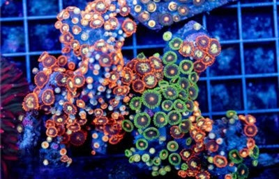 Zoa Ultra Indo Mother Colony ZUIMC082605 WYSIWYG