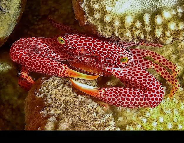 Red Spotted Coral Crab