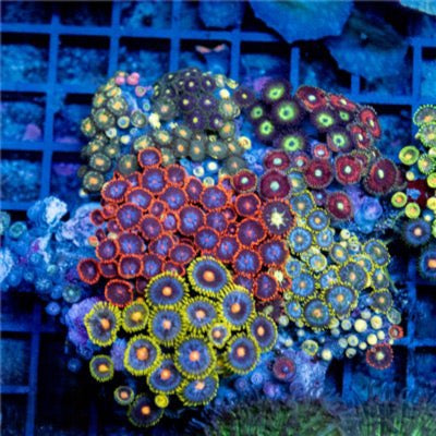 Cultured Zoa Ultra Indo Mother Colony CZUIMC082601 WYSIWYG