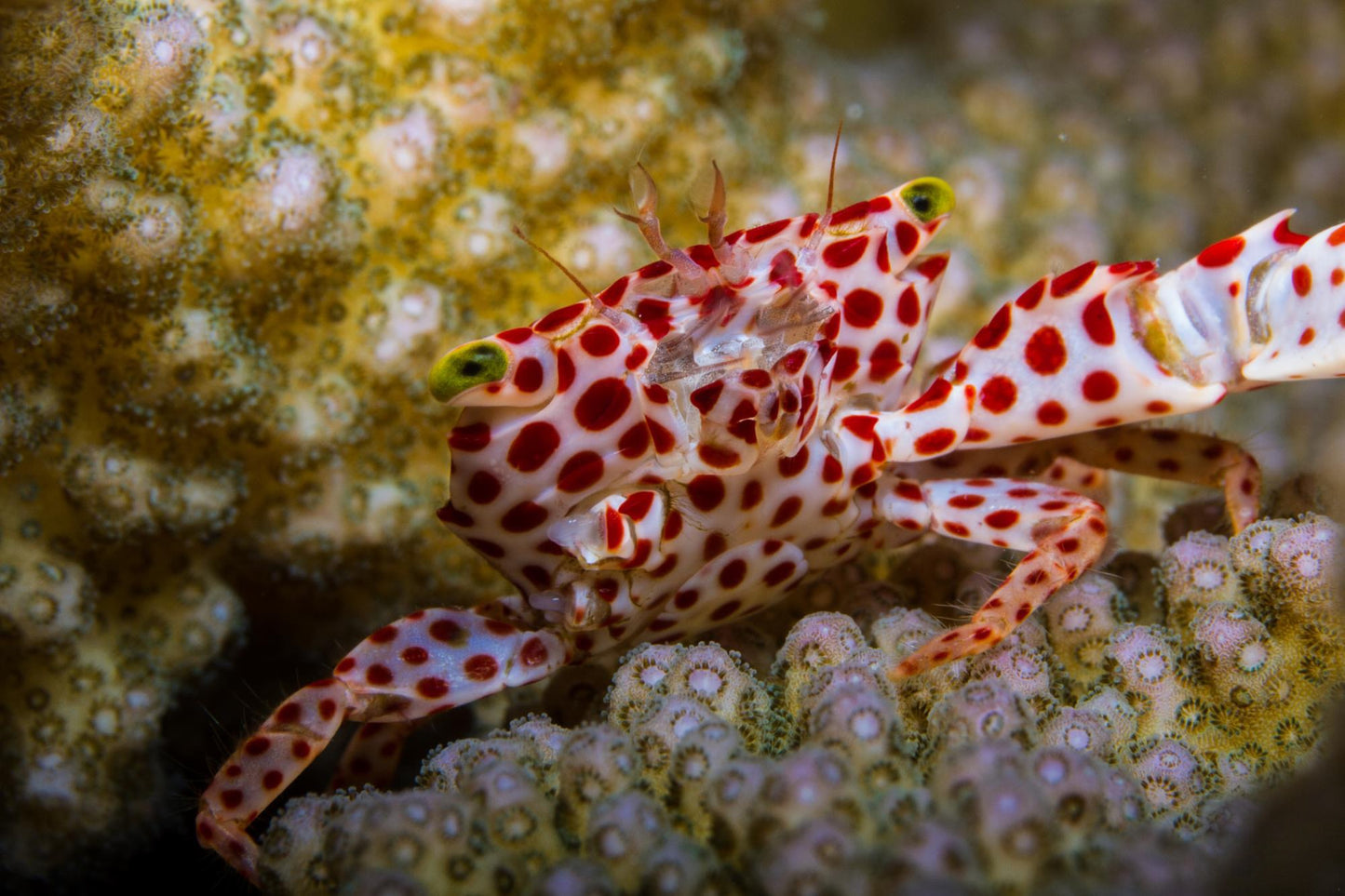 Red Spotted Coral Crab