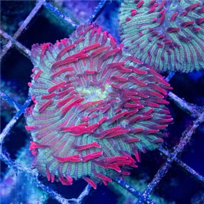Aussie Diaseris Mother Colony (Fragable as they are hardy) ADMC082604 WYSIWYG