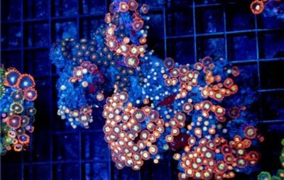 Zoa Ultra Indo Mother Colony ZUIMC082606 WYSIWYG
