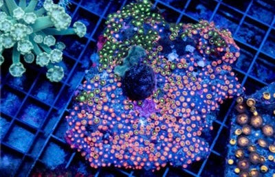Zoa Ultra Indo Mother Colony ZUIMC082608 WYSIWYG