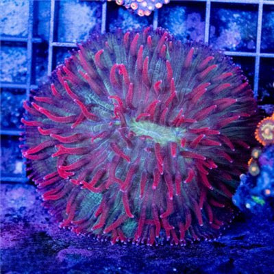 Aussie Diaseris Mother Colony (Fragable as they are hardy) ADMC082605 WYSIWYG