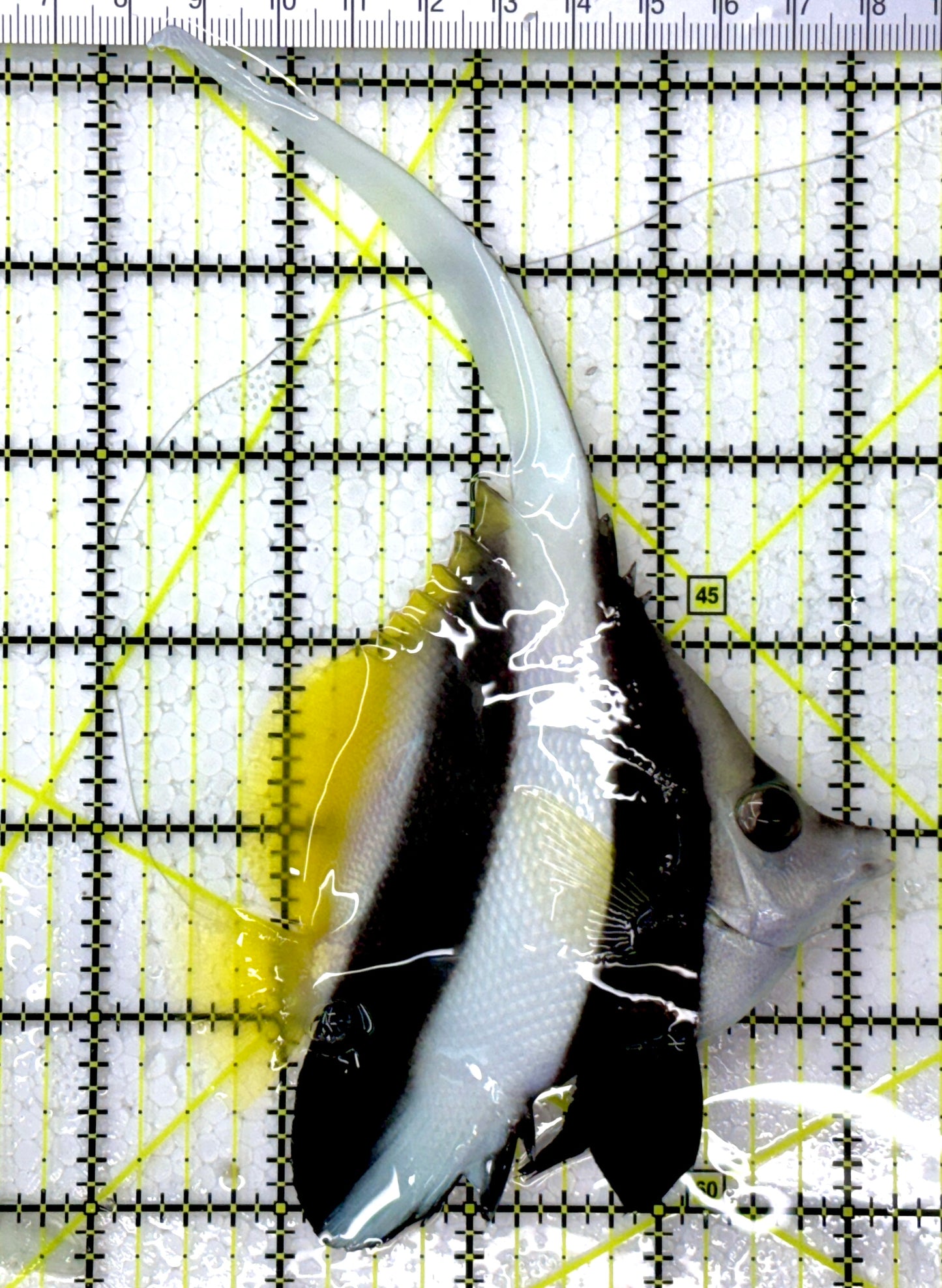 Heniochus Butterflyfish HB112601 WYSIWYG Size: ML 4"