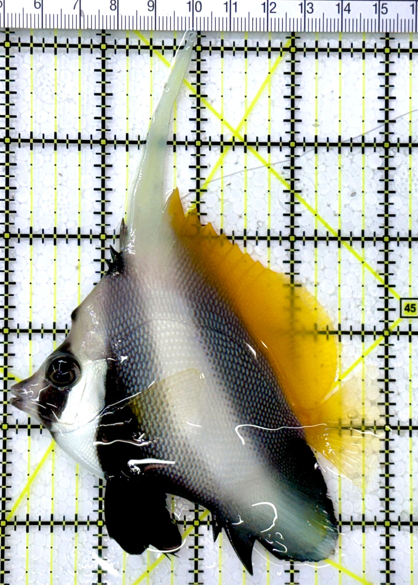 Masked Heniochus Butterflyfish Red Sea MHB112601 WYSIWYG Size: ML 4"